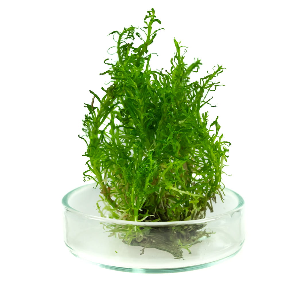Rotala sp. Nanjenshan in vitro
